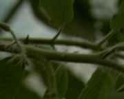 img_86527.jpg